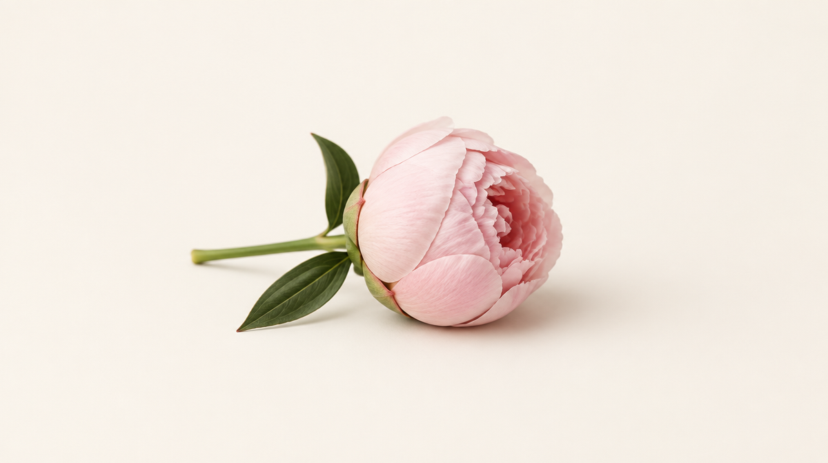 Capullo de peonía rosa empezando a abrirse