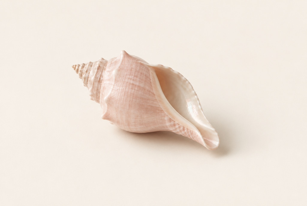 Caracola rosa pálido tumbada en diagonal sobre fondo crema